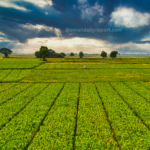 Dhofar to Host Food Security Forum as Oman Pushes Agricultural Investment