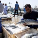 Oman Imposes Nation-Wide Seasonal Ban on Kingfish Harvesting and Commercial Trade