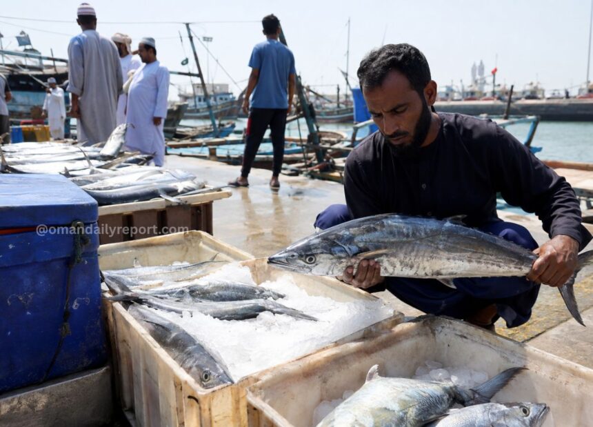 Oman Imposes Nation-Wide Seasonal Ban on Kingfish Harvesting and Commercial Trade