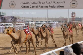 Oman Camel Racing Federation Unveils Action-Packed Schedule for 2026/2027 Season