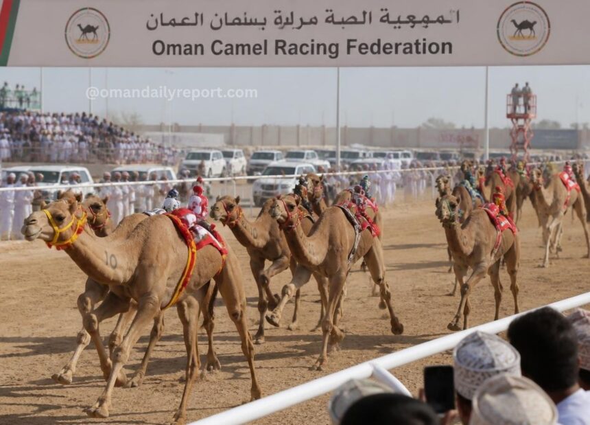 Oman Camel Racing Federation Unveils Action-Packed Schedule for 2026/2027 Season