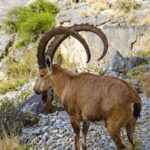 Unlocking Dhofar’s Secrets: How Field Trackers Are Mapping Oman’s Elusive Mountain Predators