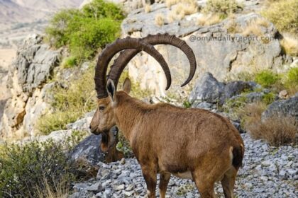 Unlocking Dhofar’s Secrets: How Field Trackers Are Mapping Oman’s Elusive Mountain Predators