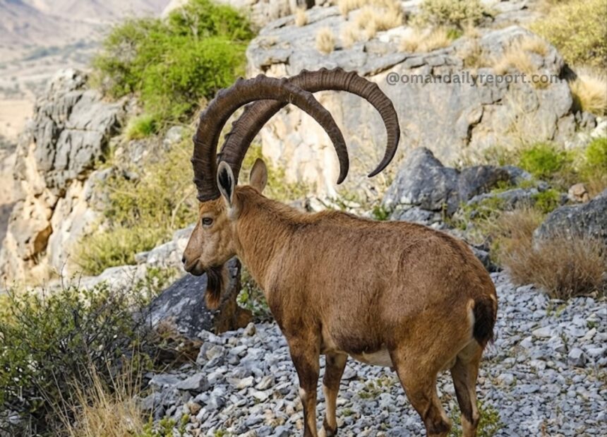 Unlocking Dhofar’s Secrets: How Field Trackers Are Mapping Oman’s Elusive Mountain Predators