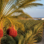 Oman Hosts Global Agriculture Leaders for International Dates Council Executive Meeting